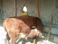 मवेशी (लॉट, लिंग निर्दिष्ट नहीं), मवेशी — फ़ोटो 2