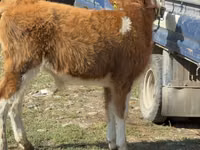 Бух, Simmental cattle — 4 зураг