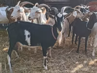 Ямаа, Toggenburg goat — 6 зураг