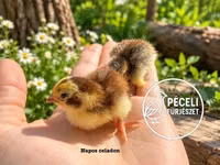 Quails — 照片 3