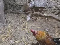 Chickens — Foto 1
