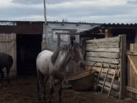 公马, Kustanai horse — 照片 2