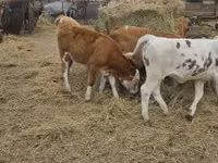 Bovinos (lote, sexo no especificado), Simmental cattle — foto 5