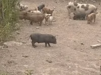Boar, Pigs — photo 1