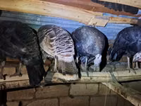 Turkeys — फ़ोटो 2