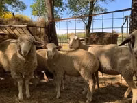 Хонь (бүлэг, хүйс заагаагүй), Ile-de-France sheep — 1 зураг