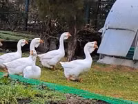 Geese — 1 зураг