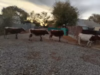 Cow, Simmental cattle — photo 2