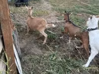 Ямаа, Alpine goat — 3 зураг