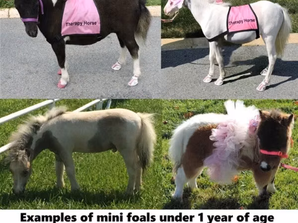 Horse (M), Miniature horse