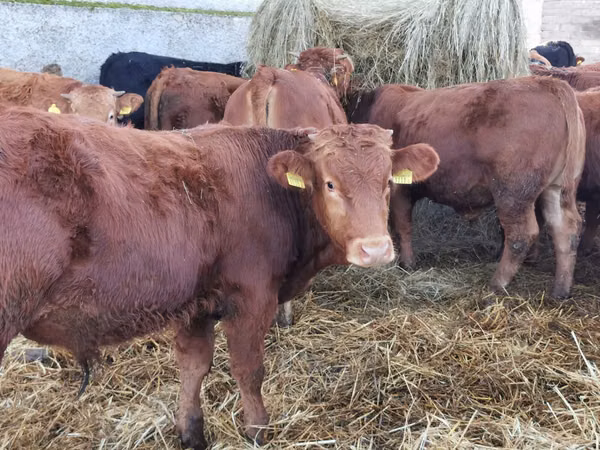 Bulle, Limousin-Kuh