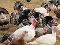 Turkeys — Foto 1