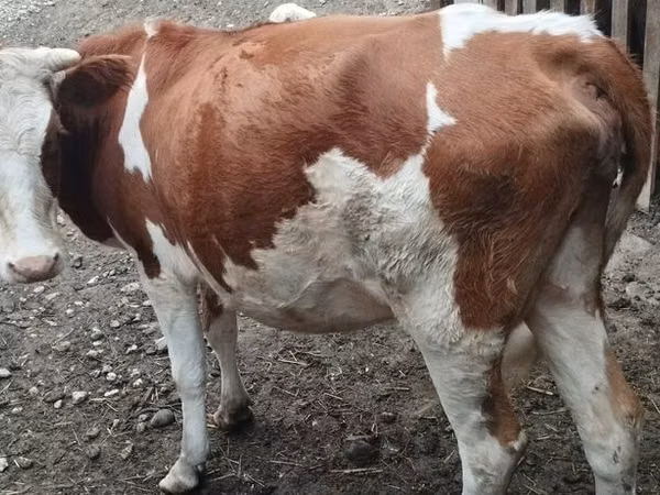 गाय, Simmental cattle