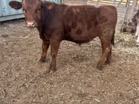Bulle, Aberdeen-Angus — Foto 3