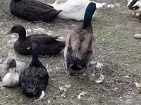 Ducks — Foto 7