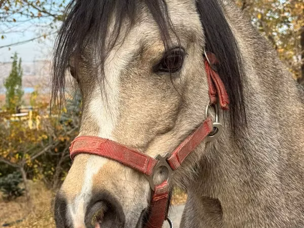 घोड़ी, Welsh Mountain Pony