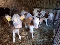 गाय, Simmental cattle — फ़ोटो 6