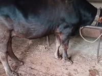 Cattle (batch, sex not specified), Cattle — photo 3