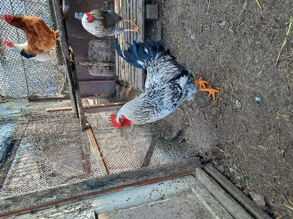 Chickens — Russland