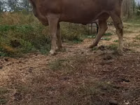गाय, Swiss cattle — फ़ोटो 3