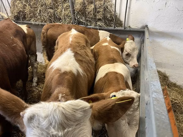 Toro, Simmental cattle