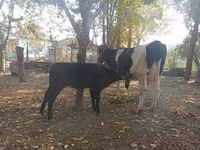 Vaca, Raza Holstein — foto 8