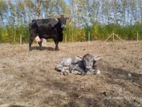 Vaca, Raza carpatiana marrón — foto 2