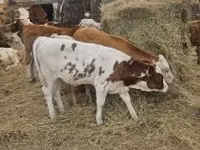 Bovinos (lote, sexo no especificado), Simmental cattle — foto 8
