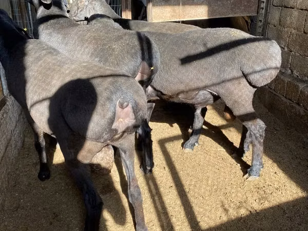 Хуц, Хонь