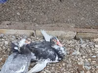 Chickens — Foto 5