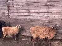 Carnero, Kazakh fat-tailed coarsewool sheep — foto 4