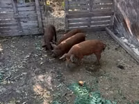 मादा सूअर — फ़ोटो 3