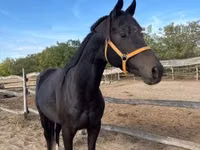 Caballo, Caballos — foto 4