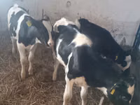 بقرة, Russian Black pied cattle — الصورة 4