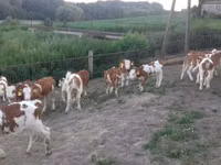 Bulle, Simmental cattle — Foto 2