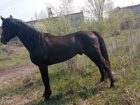 घोड़ा, Altai horse — फ़ोटो 4