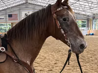 घोड़ी, Appaloosa — फ़ोटो 2