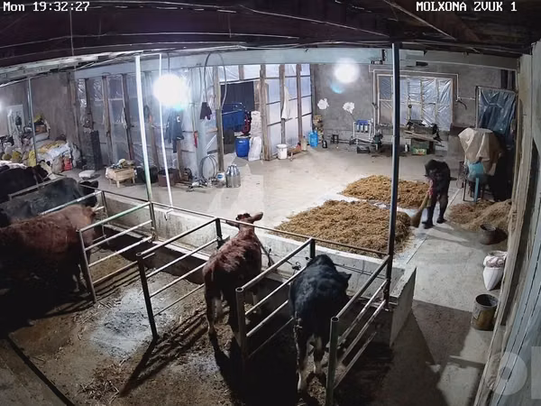 Cattle (batch, sex not specified), Cattle