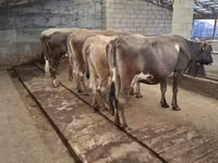 Toro, Ganado vacuno — foto 3