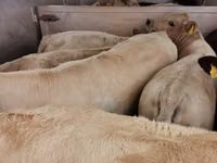Rinder (Partie, Geschlecht nicht angegeben), Charolais cattle — Foto 7