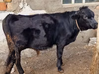 بقرة, Swiss cattle — الصورة 6