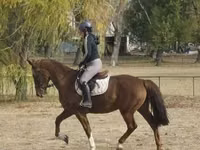 Stute, Hungarian horse breed — Foto 1