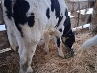 ثور, Russian Black pied cattle — الصورة 2