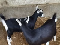 बकरी, Alpine goat — फ़ोटो 8