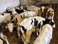 公牛, Simmental cattle — 照片 5