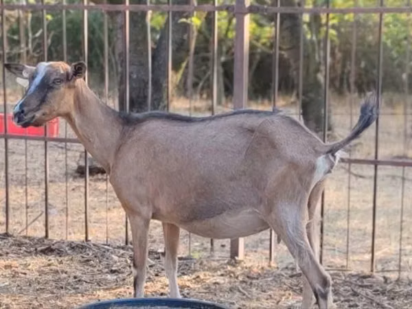 Ямаа, Alpine goat