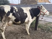 母牛, Holstein breed — 照片 3