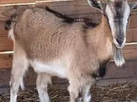 عنزة, West African dwarf goats — الصورة 2