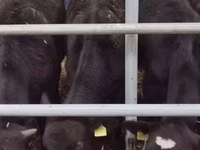Cattle (batch, sex not specified), Limousin cow — photo 7