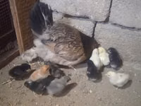 Chickens — photo 1